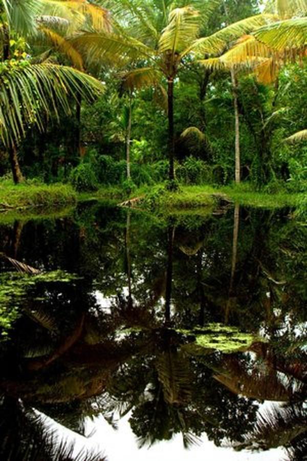 Palathra Heritage Mararikulam Bagian luar foto